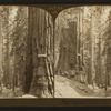 Looking through Pittsburg and New York to Vermont and Wawona Trees, Mariposa Grove, Cal, U.S.A.