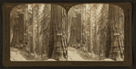 Looking through Pittsburg and New York to Vermont and Wawona Trees, Mariposa Grove, Cal, U.S.A.
