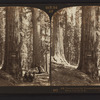 Looking through Pittsburg and New York to Vermont and Wawona Trees, Mariposa Grove, Cal, U.S.A.