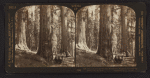 Looking through Pittsburg and New York to Vermont and Wawona Trees, Mariposa Grove, Cal, U.S.A.