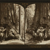 Driving through the famous Wawona, Mariposa Grove of the Big Trees, Cal., U.S.A.