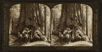 Driving through the famous Wawona, Mariposa Grove of the Big Trees, Cal., U.S.A.