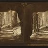 Looking through Wawona tunnel to Vermont, New York and Pittsburgh BigTrees, Mariposa Grove, Cal, U.S.A.