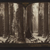 The "Confederates," a noble group of forest giants, Mariposa Grove, Cal., U.S.A.
