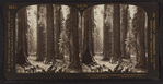 The "Confederates," a noble group of forest giants, Mariposa Grove, Cal., U.S.A.