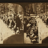 Looking down the trunk of the Fallen Monarch, Mariposa Grove, Cal., U.S.A.
