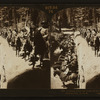 Looking down the trunk of the Fallen Monarch, Mariposa Grove, Cal., U.S.A.