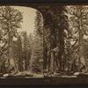 The Grizzly Giant (cir. 106 ft.). largest of the Big Trees, Mariposa Grove, Cal., U.S.A.