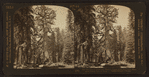 The Grizzly Giant (cir. 106 ft.). largest of the Big Trees, Mariposa Grove, Cal., U.S.A.