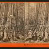 The Price of the Forest, Calaveras Grove.