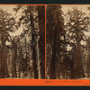 Grizzly Giant, 33 feet diameter, Mariposa Grove, Mariposa County, Cal.