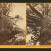 Grizzly Giant, 33 ft diameter, looking up, Mariposa Grove, Mariposa County, Cal.
