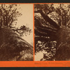 Grizzly Giant, 33 ft diameter, looking up, Mariposa Grove, Mariposa County, Cal.