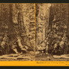 Section of the Grizzly Giant, 33 ft diameter, Mariposa Grove, Mariposa County, Cal.