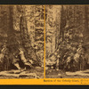 Section of the Grizzly Giant, 33 ft diameter, Mariposa Grove, Mariposa County, Cal.