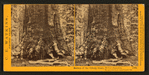 Section of the Grizzly Giant, 33 ft diameter, Mariposa Grove, Mariposa County, Cal.