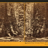 Section of the Grizzly Giant, looking up, Mariposa Grove, Mariposa County, Cal.