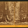 Section of the Grizzly Giant, looking up, Mariposa Grove, Mariposa County, Cal.