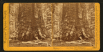 Section of the Grizzly Giant, looking up, Mariposa Grove, Mariposa County, Cal.