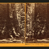 Section of the Grizzly Giant, Mariposa Grove, Mariposa County, Cal.