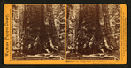 Section of the Grizzly Giant, Mariposa Grove, Mariposa County, Cal.