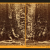 Section of the Grizzly Giant, 33 ft. diameter, Mariposa Grove, Mariposa County, Cal.
