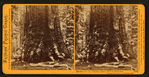Section of the Grizzly Giant, 33 ft. diameter, Mariposa Grove, Mariposa County, Cal.