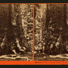 Section of the Grizzly Giant, 33 ft. diameter, Mariposa Grove, Mariposa County, Cal.