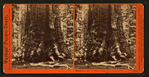 Section of the Grizzly Giant, 33 ft. diameter, Mariposa Grove, Mariposa County, Cal.