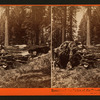 Remains of the Father of the Forest, Mariposa Grove, Mariposa County, Cal.