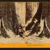 In the Mariposa Grove, Mariposa County, Cal.