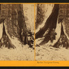 In the Mariposa Grove, Mariposa County, Cal.