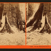 In the Mariposa Grove, Mariposa County, Cal.