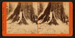 In the Mariposa Grove, Mariposa County, Cal.