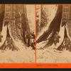 In the Mariposa Grove, Mariposa County, Cal.