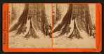 In the Mariposa Grove, Mariposa County, Cal.