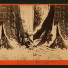 In the Mariposa Grove, Mariposa County, Cal.