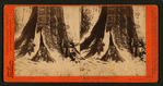 In the Mariposa Grove, Mariposa County, Cal.