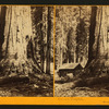 Galen's Hospice, Mariposa Grove, Mariposa County, Cal.