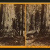 In the Mariposa Grove.
