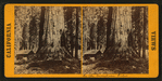 In the Mariposa Grove.