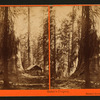 Galen's Hospice, Mariposa Grove, Mariposa County, Cal.