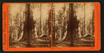 Galen's Hospice, Mariposa Grove, Mariposa County, Cal.
