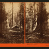 Galen's Hospice, Mariposa Grove, Mariposa County, Cal.