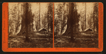 Galen's Hospice, Mariposa Grove, Mariposa County, Cal.
