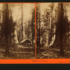Galen's Hospice, Mariposa Grove, Mariposa County, Cal.