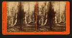 Galen's Hospice, Mariposa Grove, Mariposa County, Cal.