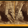 In the Mariposa Grove, Mariposa County, Cal.