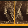 In the Mariposa Grove, Mariposa County, Cal.