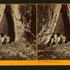 In the Mariposa Grove, Mariposa County, Cal.